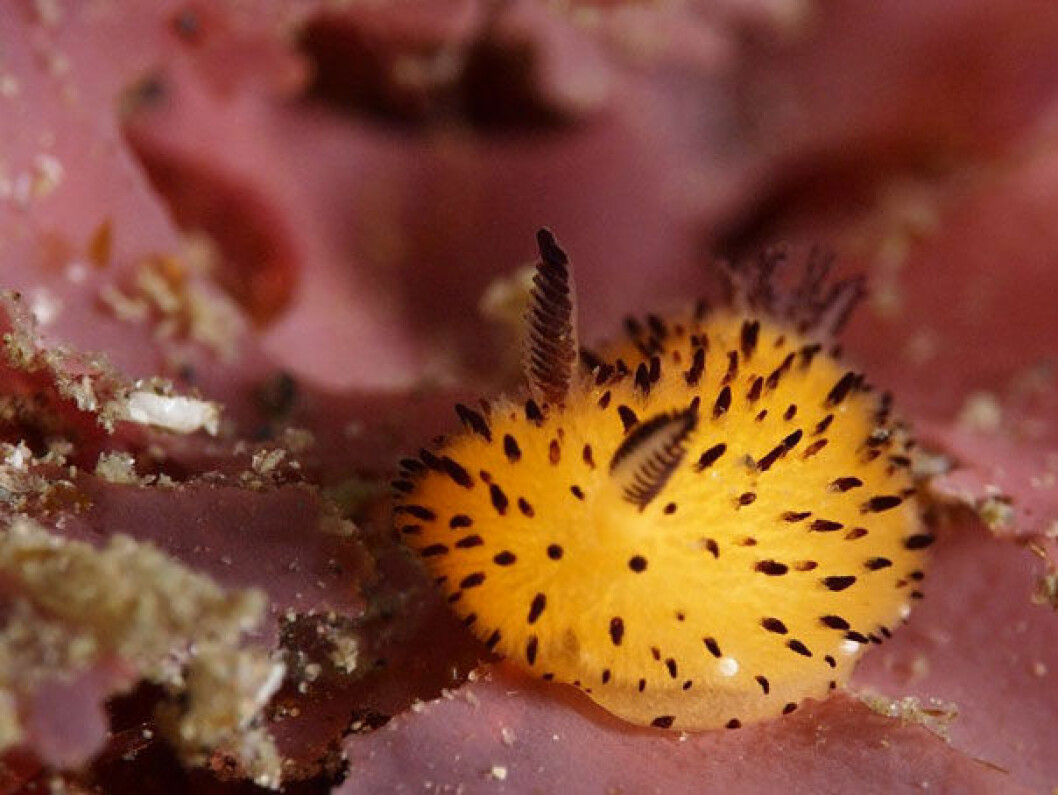 Via: <a href="http://nissiesphotoalbums.web.fc2.com/doris/gomafubiroudoumiushi.html" target="_blank">Nissiesphotoalbums</a> cute-bunny-sea-slug-jorunna-parva-4