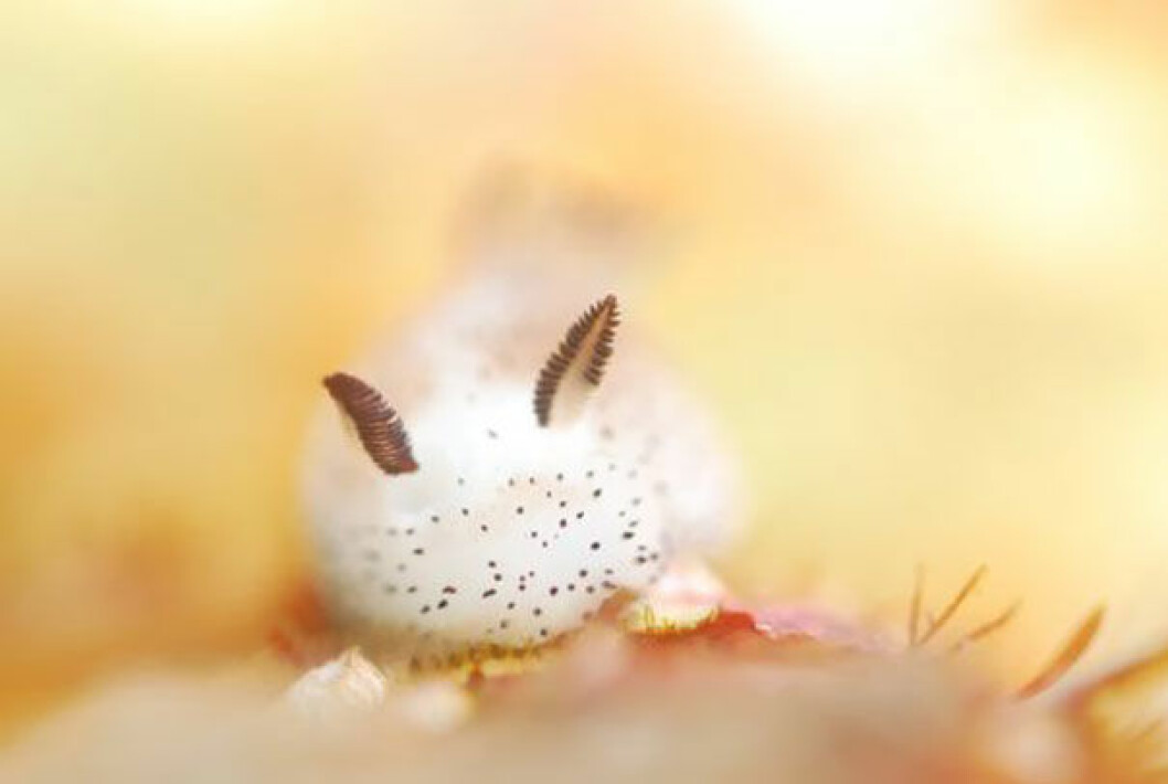 Via: <a href="http://d.hatena.ne.jp/umiusi7/20120615/1339748381" target="_blank">d.hatena.ne.jp</a> cute-bunny-sea-slug-jorunna-parva-8