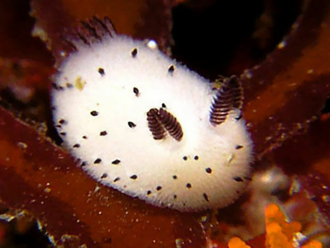 Via: <a href="https://twitter.com/toshihiro1225/status/620805503799590913/photo/1" target="_blank">Twitter</a> cute-bunny-sea-slug-jorunna-parva-11