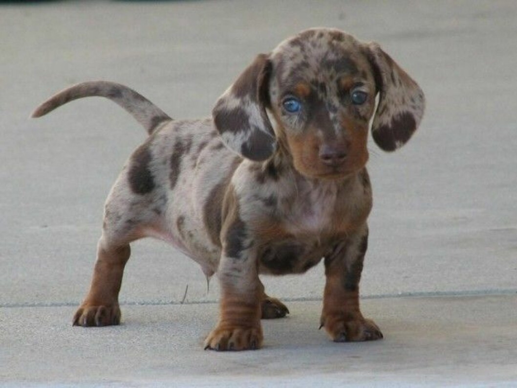 dalmach-hund