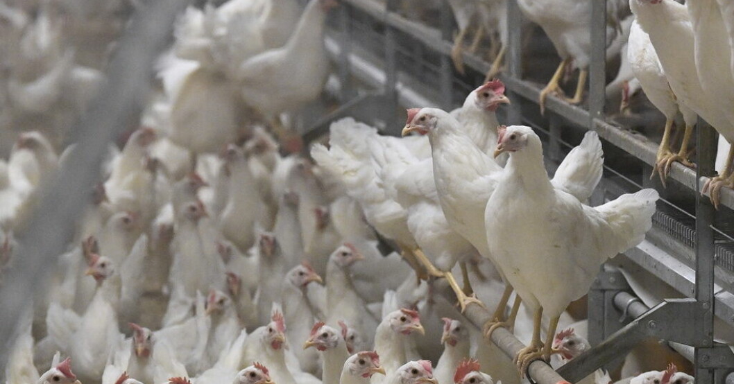 De smittade personerna jobbade på samma fågelfarm. Arkivbild. Två personer smittade med fågelinfluensa