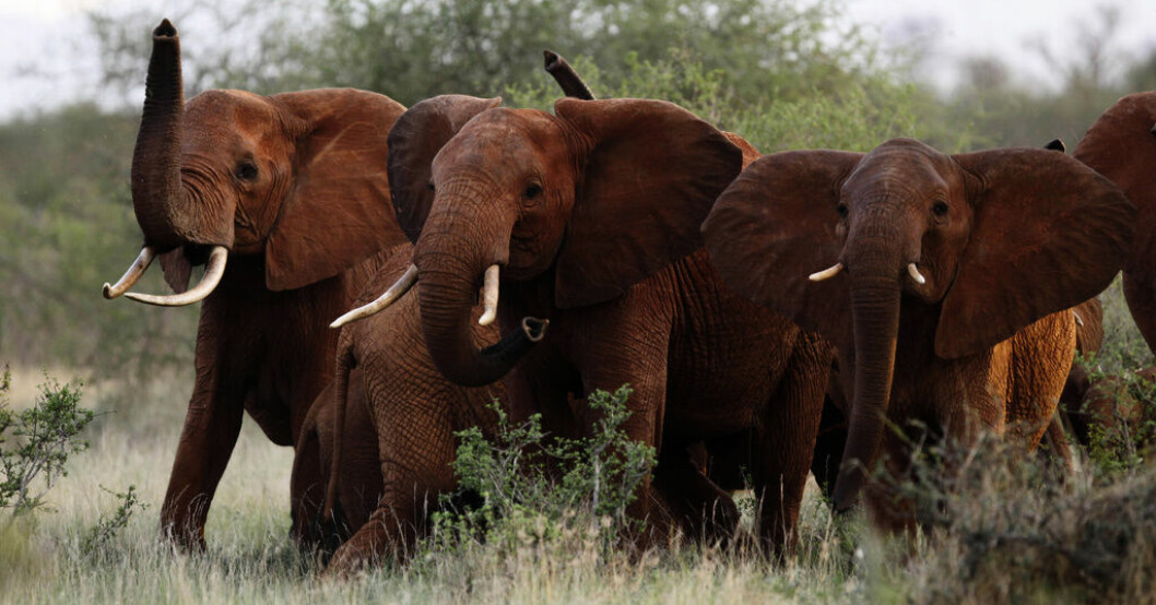 Den afrikanska savannelefanten är en nyckelart i många ekosystem i Afrika. Elefanterna på bilden hör hemma i nationalparken Tsavo i Kenya. De viktigaste arterna – för att undvika kollaps