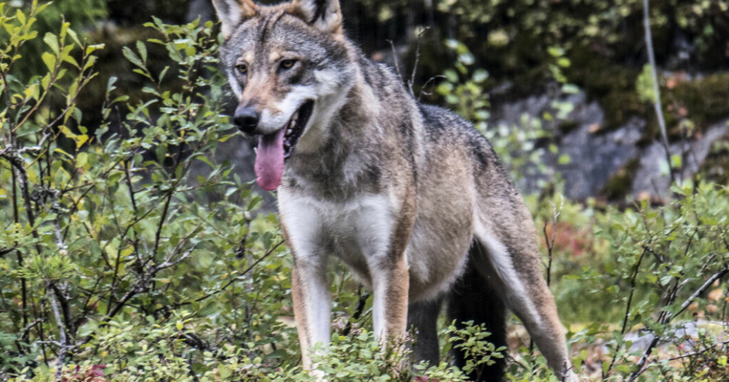 Jakten slut – färre vargar än tillåtet skjutna