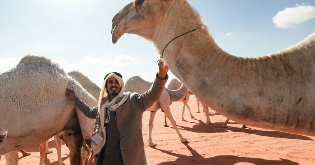 Det finns ett särskilt språk mellan en kamelägare och hans kamel, säger al-Marri, som äger 100 kameler som betar i landskapet nordöst om Saudiarabiens huvudstad Riyad. Arkivbild från den 10 januari i år. Kamelviskare tränar djuren med uråldrigt "språk"