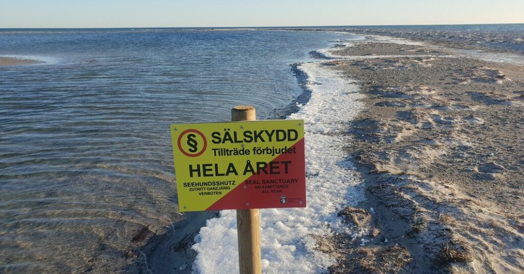 Det råder jaktförbud för allmänheten i Måkläppens naturreservat, men i september 2021 ska tre danska män ha försökt döda säl. Nu åtalas trion för jaktbrott. Arkivbild. Danskar försökte döda säl i Falsterbo – åtalas