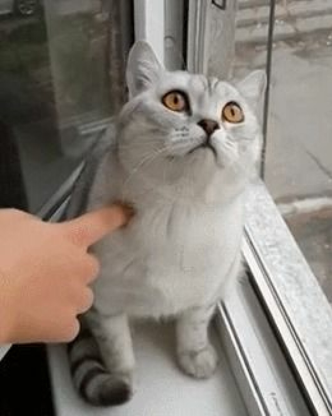 via<a href="http://giphy.com/posts/theres-no-distracting-this-cat" target="_blank"> Giphy.com</a> Distraherad katt