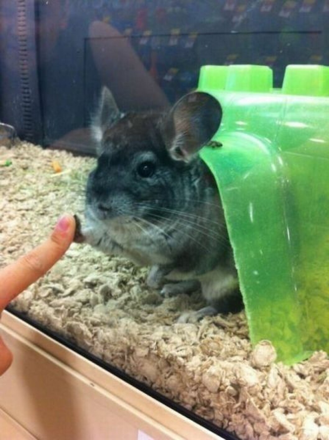 Källa: theinternetsanimals.com djur