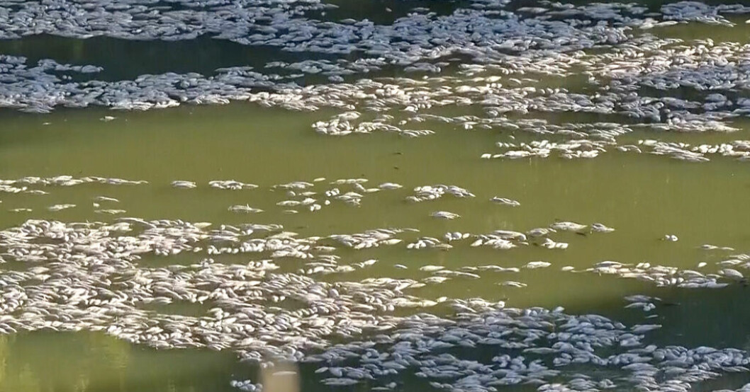 Miljontals döda fiskar ruttnar i varm flod