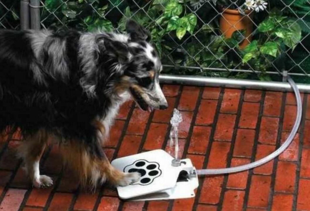 Via: Thegadgetflow dog-fountain