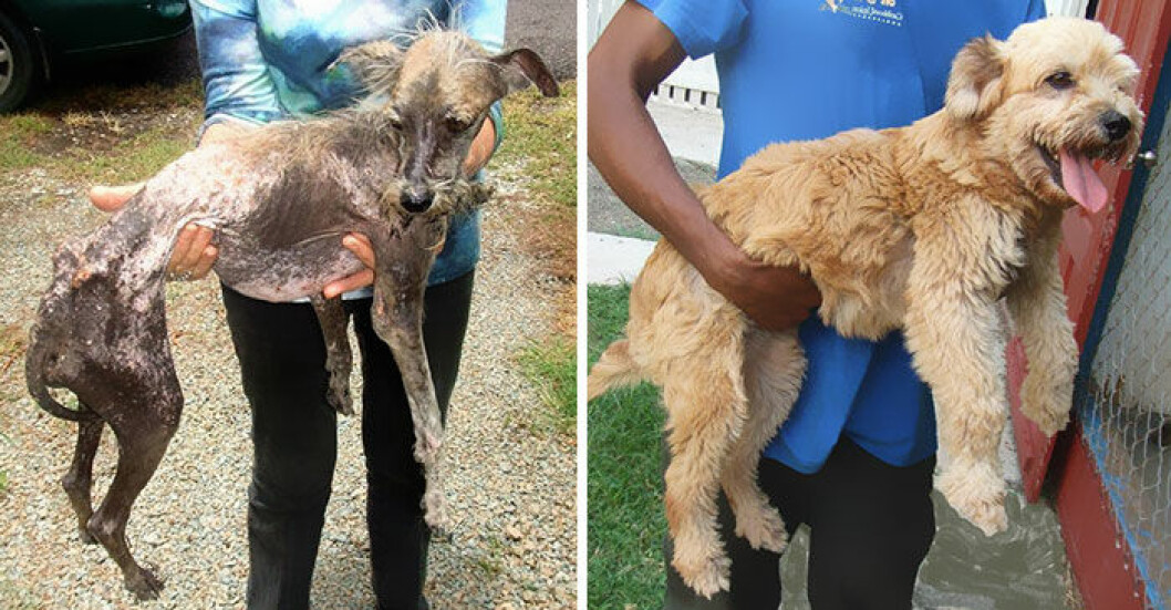 dog-makeover-before-after-rescue-19
