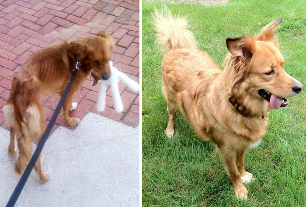 dog-makeover-before-after-rescue-20