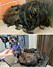 dog-makeover-before-after-rescue-33