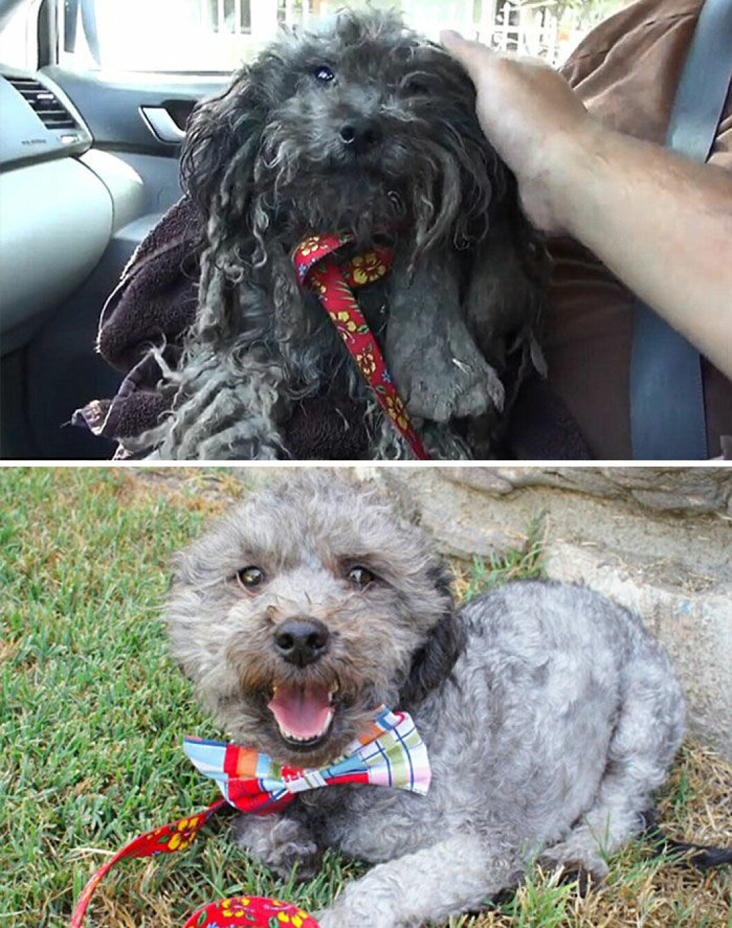 dog-makeover-before-after-rescue-34