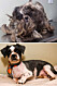 dog-makeover-before-after-rescue-35 (1)