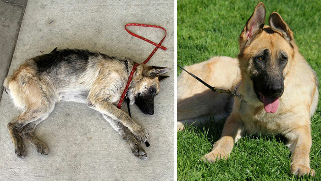dog-makeover-before-after-rescue-42