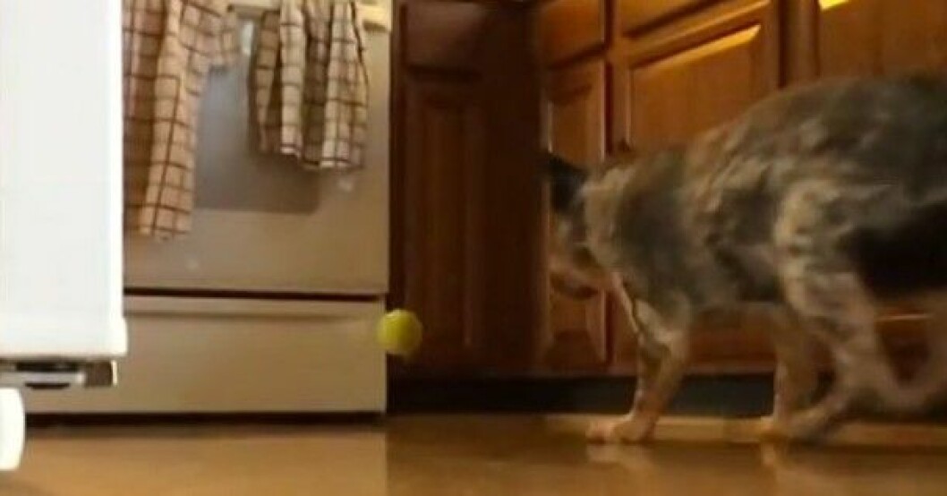Hunden Murphy förvandlar köket till en krigszon i jakt på sin älskade boll