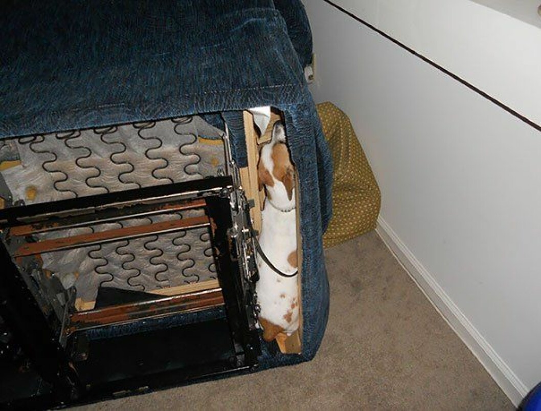 dogs-hide-seek-111__605