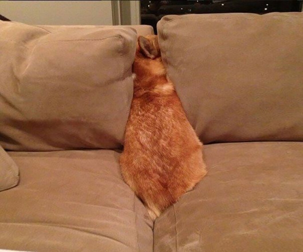 dogs-hide-seek-3__605