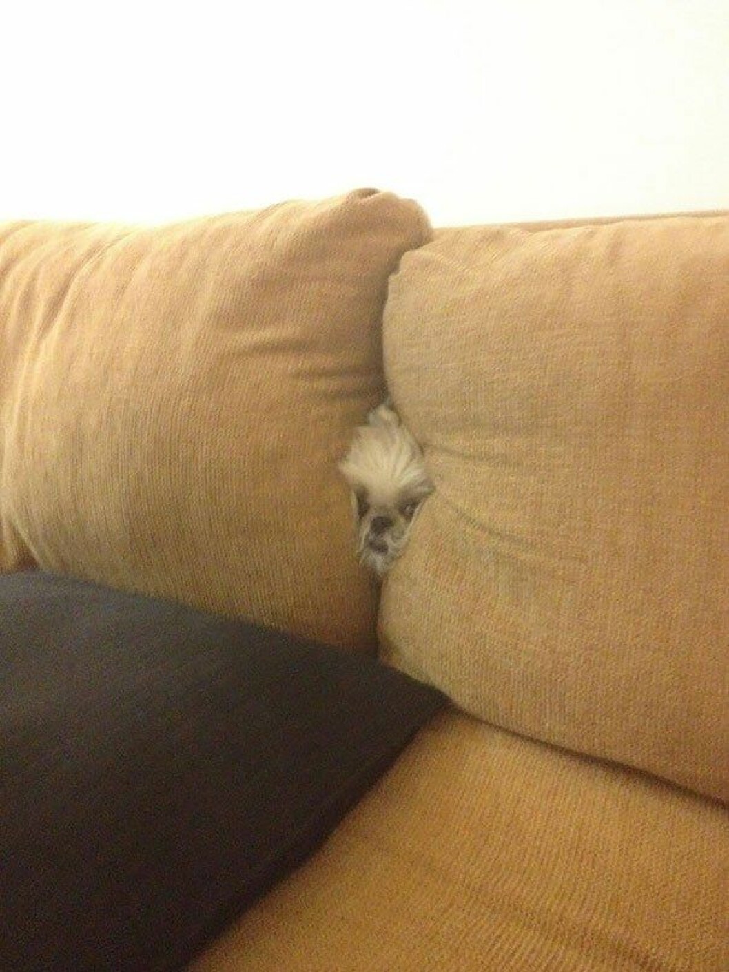 dogs-hide-seek-5__605