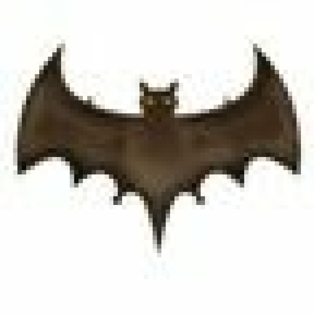 emoji-fladdermus
