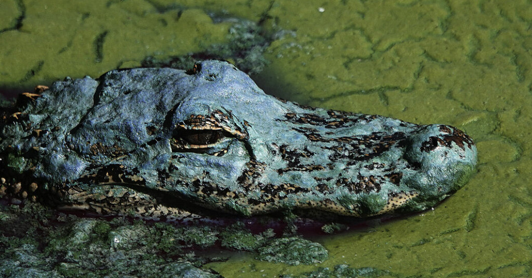Var ute med hunden – dödades av alligator