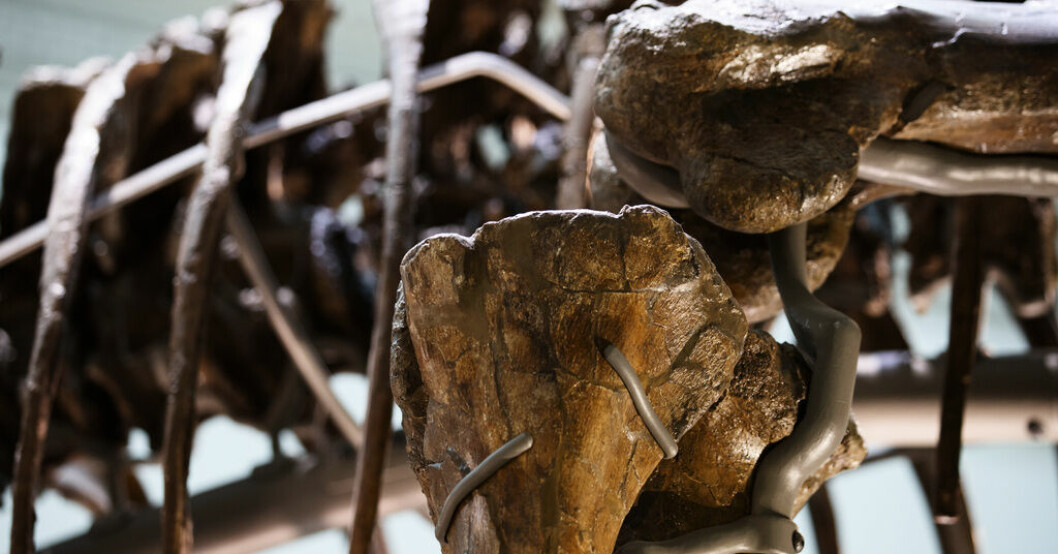 En detalj av ett Tyrannosaurus rex-skelett. Arkivbild. Skelett från T-rex går under klubban i Europa