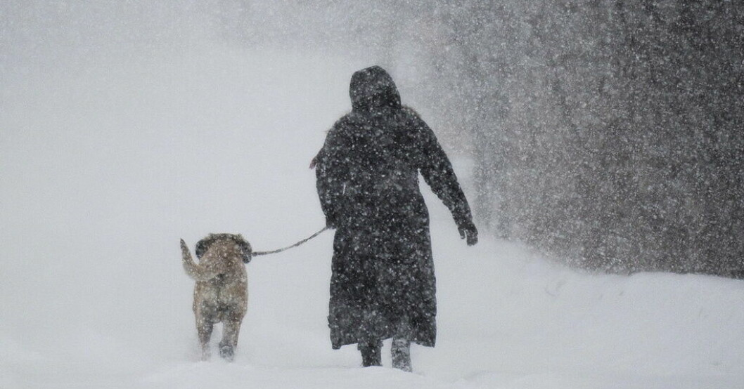 En hundägare går med sin hund i snöoväder.