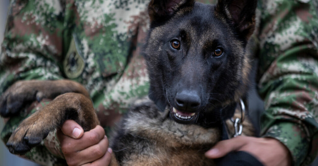En hundförare i den colombianska armén med en kollega till sökhunden Wilson som saknas i Amazonas regnskog. 70 soldater söker efter hjältehund i Amazonas