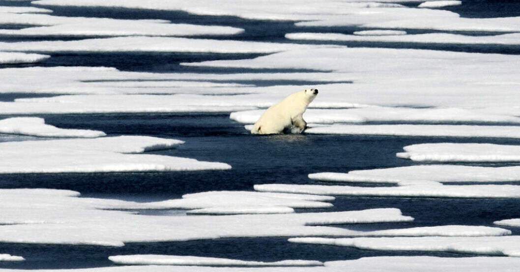 Fritt fram för isbjörnssafari på Grönland