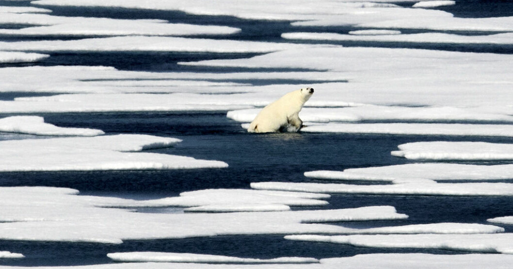 En isbjörn klättrar upp ur vattnet i kanadensiska Franklin Strait 2017. Fritt fram för isbjörnssafari på Grönland