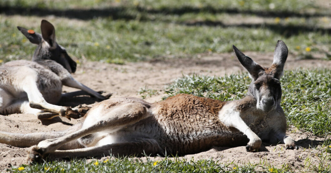 Känguru på rymmen hittad och avlivad