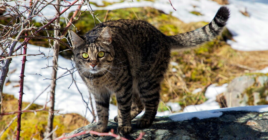 En katt i Hägersten i södra Stockholm. Arkivbild. Sigge är Sveriges vanligaste kattnamn