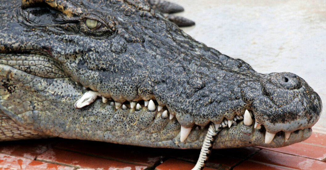 Drogs in i inhägnad – dödades av 40 krokodiler