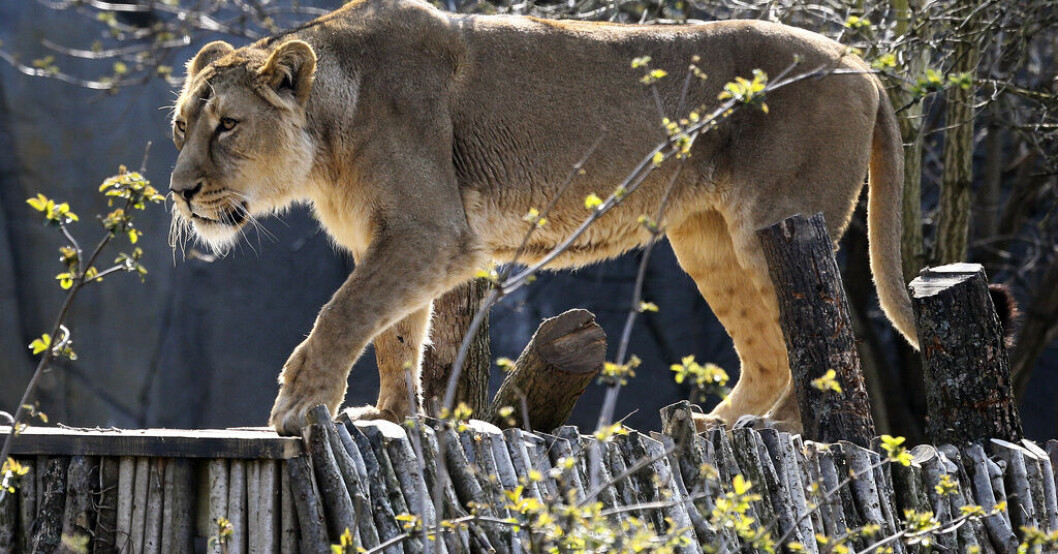 Lejon på rymmen i Sydafrika