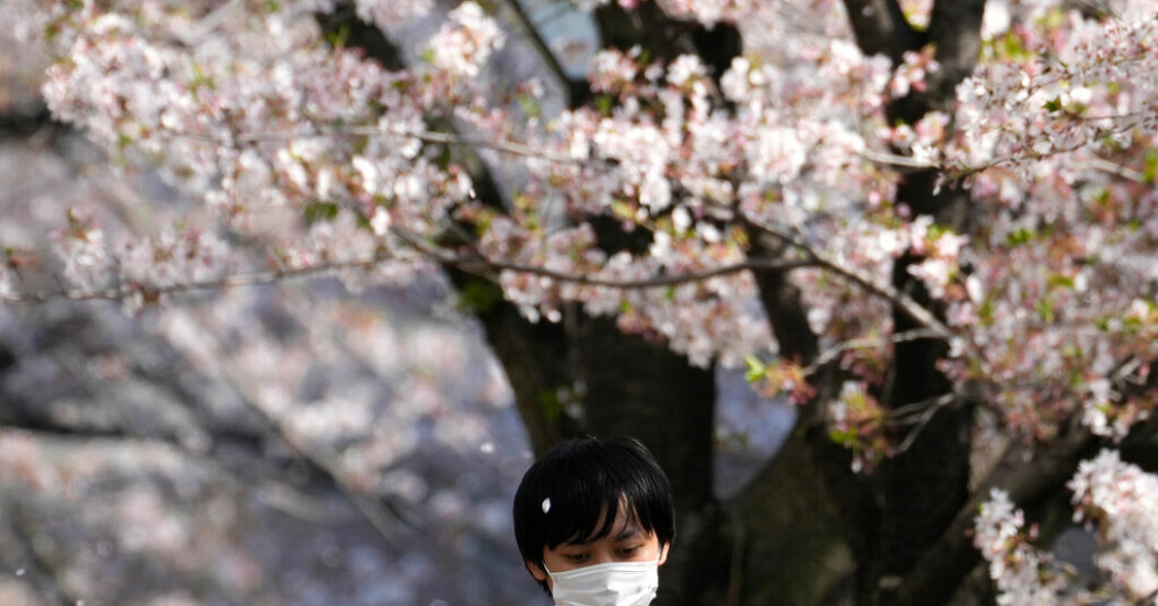 En pojke promenerar under de blommande körsbärsträden vid floden Meguro i Tokyo i början av april. Arkivbild. Efter covid: 1,5 miljoner japaner isolerar sig