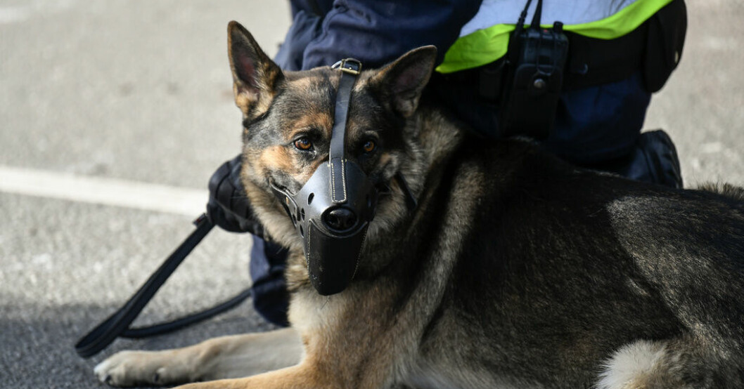 En polishund i Sundsvall hittade ett kilo amfetamin under en insats. Arkivbild. Hunden Modig hittade ett kilo amfetamin