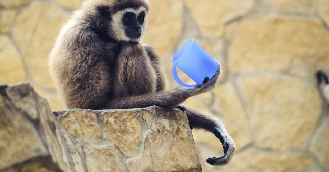 En så kallad lar, ur gibbonfamiljen. Men inte Momo, utan en annan primat. Arkivbild. Nio millimeter räckte – Momo blev dräktig