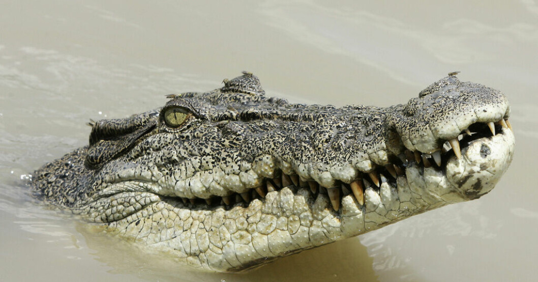 Efter översvämningarna: Se upp för krokodiler
