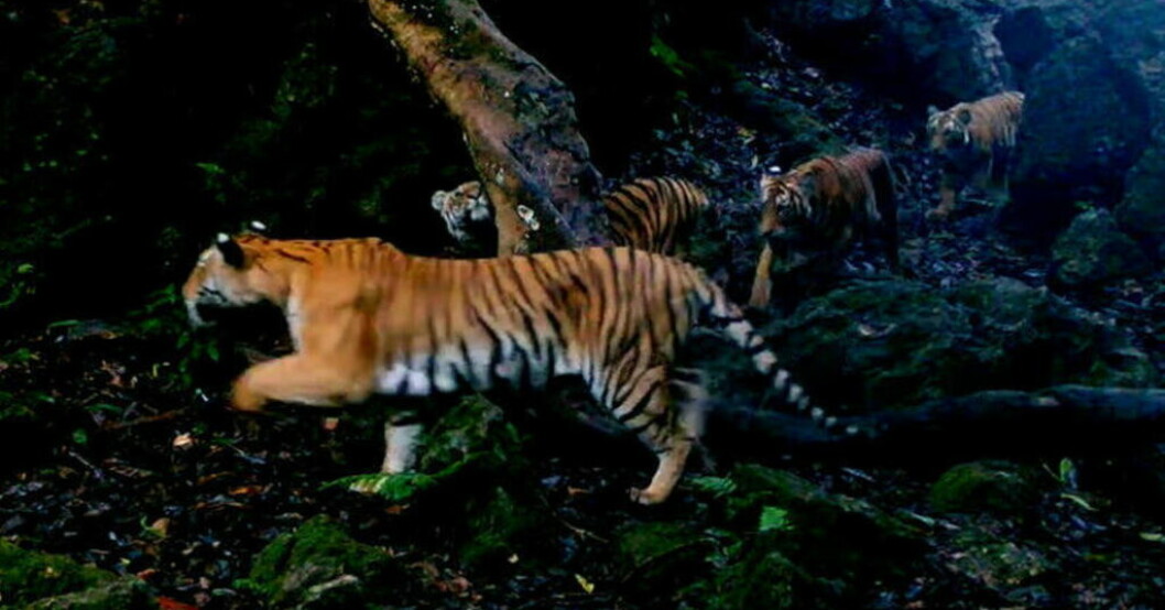 En tigermamma med tre ungar i västra Thailand har fångats på bild. Sällsynt tigerfamilj ger hopp i Thailand