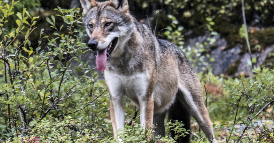 Enligt kommunjägaren Roy Bladh stämmer många av dragen på djuret som siktades i Mölndal in på det som kännetecknar en varg. Arkivbild. Varg kan ha setts i Mölndal