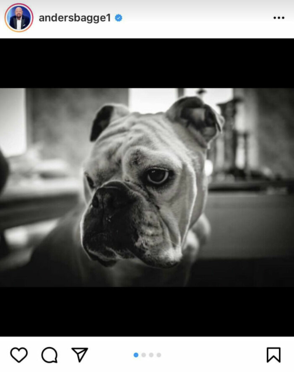 Anders Bagges fina bild på hunden Esther. Anders Bagges Instagraminlägg om hunden Esther