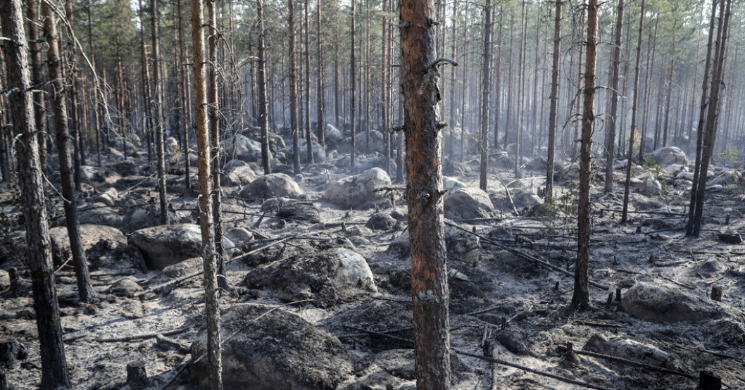 Ett två kilometer stort området brinner norr om Ljusdal i Hälsingland. Ljusdalsbrand omringad men inte under kontroll