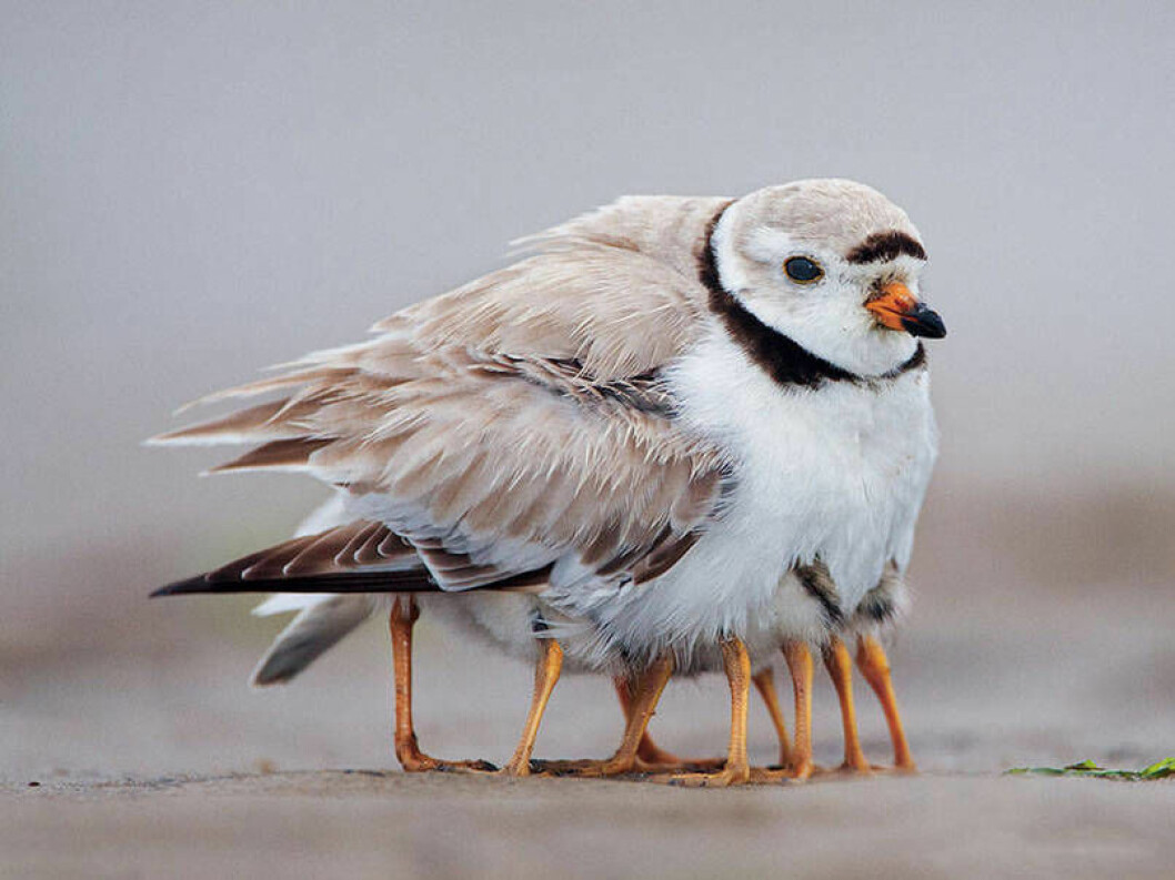 Fåglar