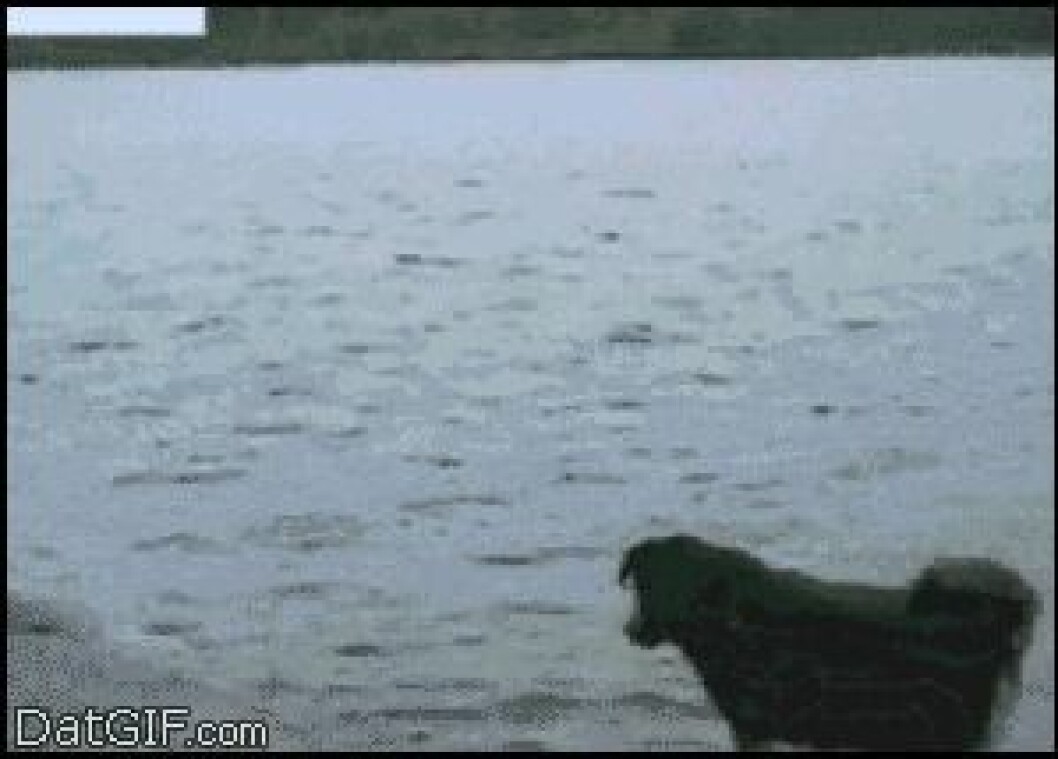 Failed-Win-18