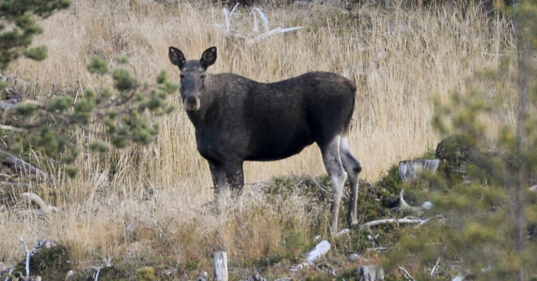 Fem organisationer får dela på 16,8 miljoner kronor ur viltvårdsfonden. Arkivbild. Miljoner i viltvårdsbidrag får grönt ljus