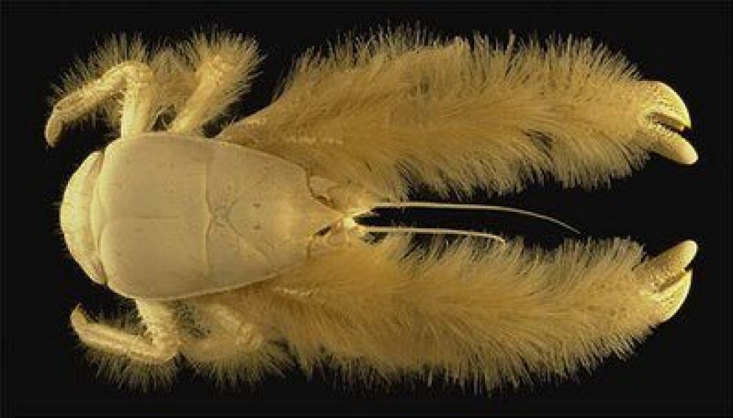 Foto: Wikimedia Commons Fish14_yati_crap