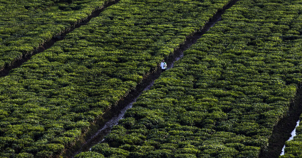 Omfattande sexuella övergrepp på teplantager