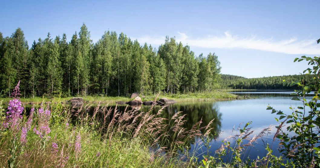 Flera kommuner drar ned på kalkning av sjöar. Arkivbild. Prisökning kan ge försurade sjöar
