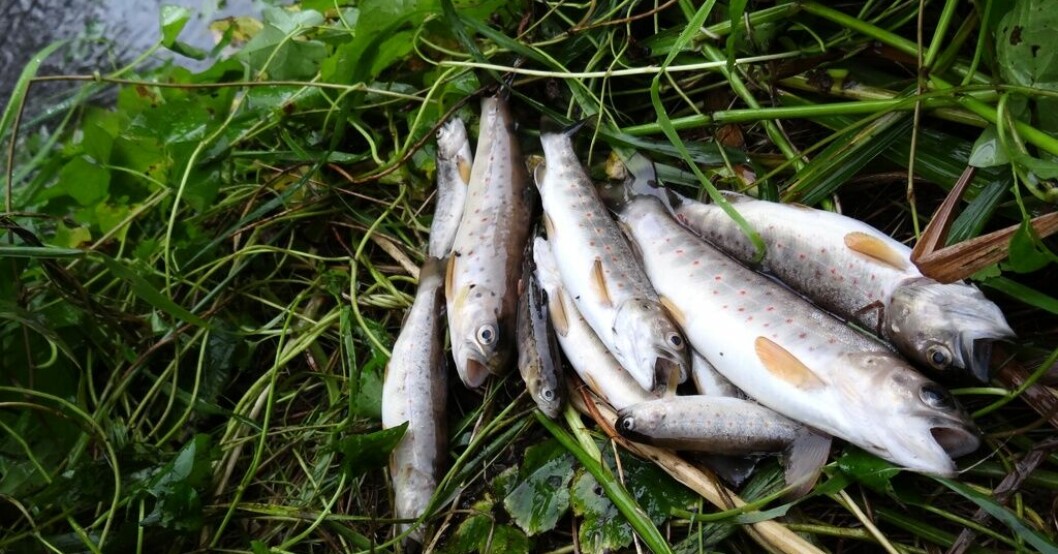 Flera öringar på fyra och fem kilo har fångats längs Bohuskusten. Fiskarna på bilden har inget med historien att göra. Öringsbeståndet på södra Bohuskusten växer