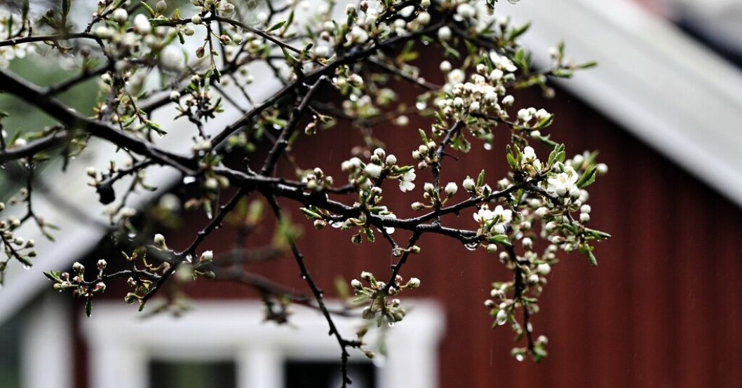 Försäljningen av fritidshus har dämpats i Sverige det senaste året. Arkivbild. Rea på fritidshus lockar utländska köpare
